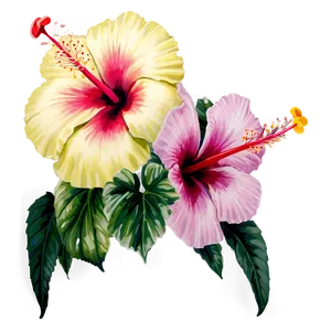 Heavenly Hibiscus PNG 50 PNG