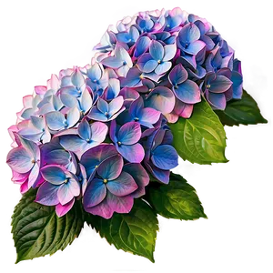 "heavenly Hydrangeas: Graceful Flower PNG" D