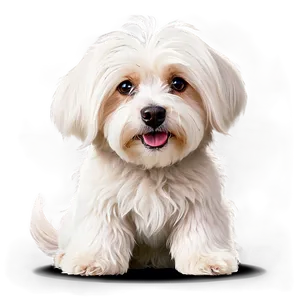 Heavy-hearted Havanese Png 31 PNG image