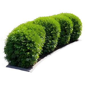 Hedge Shrubs PNG 06122024