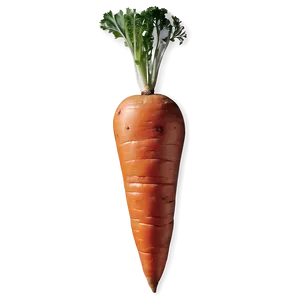 Heirloom Carrot PNG 06132024