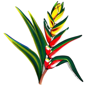 Heliconia Flower Drawing PNG 05252024
