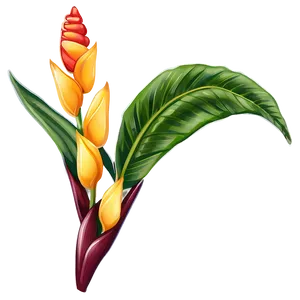 Heliconia Flower Drawing PNG Ehd