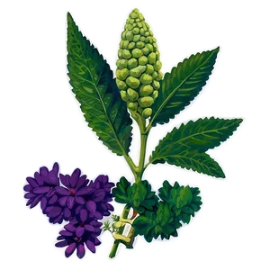 Herb For Health PNG 06272024 PNG