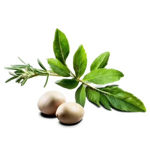 Herb Illustration Png 06272024 PNG image