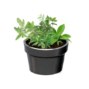 Herb In Pot PNG Dmf18 PNG