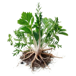 Herb With Roots PNG Jti25 PNG