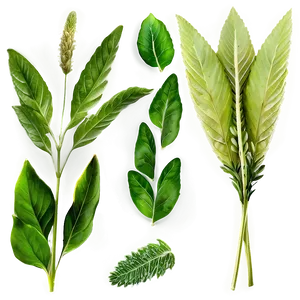 Herbal Leaves Png 86 PNG image