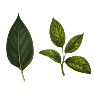 Herbal Leaves Png Kut PNG image