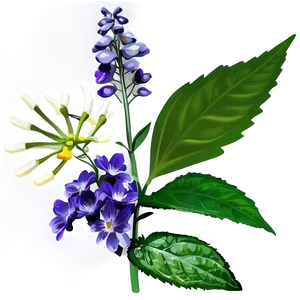 Herbal Medicine PNG 06272024 PNG