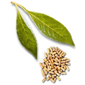 Herbal Medicine PNG 22 PNG