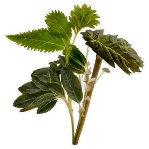 Herbal Mix PNG 81 PNG