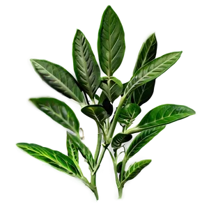 Herbal Plant PNG Mwi