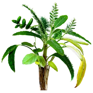 Herbal Plants PNG 05042024