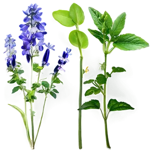 Herbal Plants PNG Dnu70 PNG