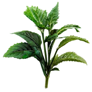 Herbal Plants Png Mjk45 PNG image