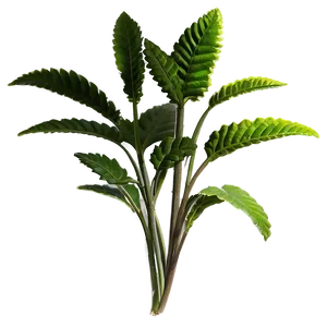 Herbal Plants Png Ren PNG image