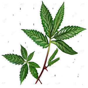 Herbal Remedy PNG Ias19