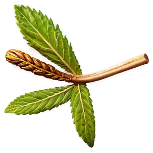 Herbal Remedy PNG Xbn