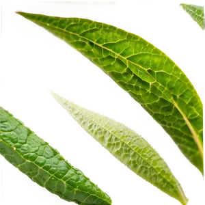 Herbal Tea Leaf Png 33 PNG image