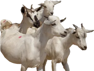 Herdof White Goats PNG image