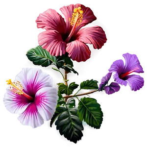 Hibiscus Art PNG Xbw