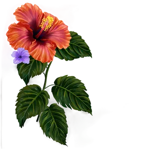 Hibiscus Background Png 05232024 PNG image