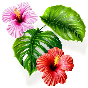 Hibiscus Background Png Trc PNG image