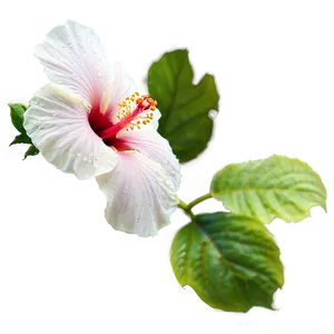 Hibiscus Bloom Png 05232024 PNG image