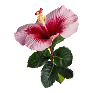 Hibiscus Bloom Png Ltr56 PNG image