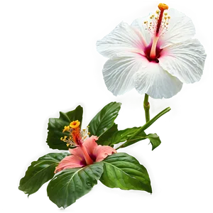 Hibiscus Blossom PNG 05232024
