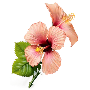 Hibiscus Blossom Png 05232024 PNG image