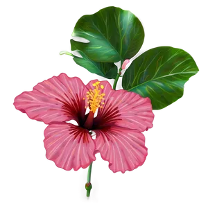 Hibiscus Blossom PNG 05232024