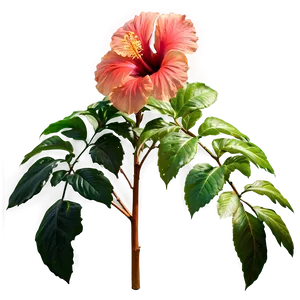 Hibiscus Border Png 05232024 PNG image