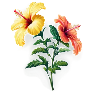 Hibiscus Border Png 05232024 PNG image