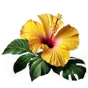 Hibiscus Branch Png 70 PNG image