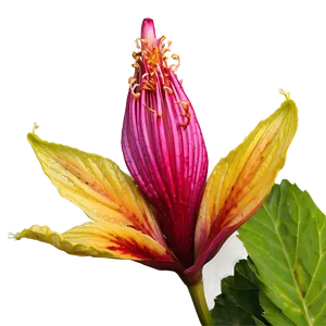 Hibiscus Bud Png 38 PNG image