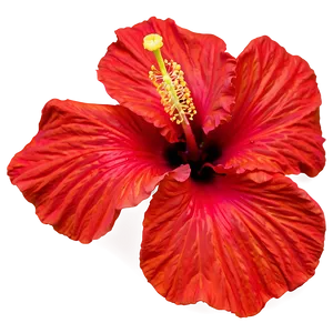 Hibiscus Close-up Png 24 PNG image