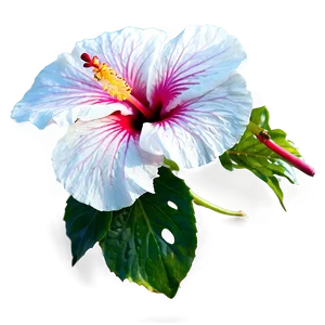 Hibiscus Close-up Png 73 PNG image