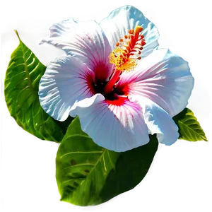 Hibiscus Festival Png 05232024 PNG image