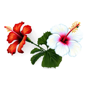 Hibiscus Flower Outline PNG 43 PNG