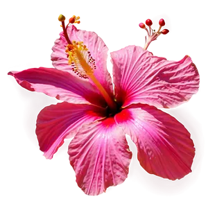 Hibiscus Flower Png Bsr PNG image