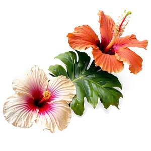 Hibiscus Greeting Png 7 PNG image