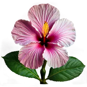 Hibiscus Harmony Png 1 PNG image