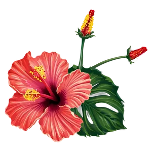 Hibiscus Illustration Png 05232024 PNG image