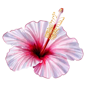 Hibiscus Illustration Png 77 PNG image