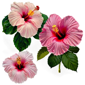 Hibiscus In Bloom Png Bvo PNG image