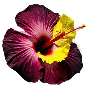 Hibiscus In Bloom Png Pas PNG image
