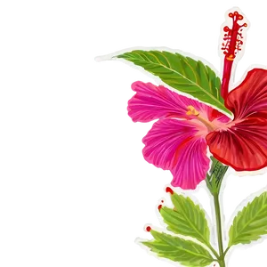 Hibiscus Infusion Png Rha65 PNG image