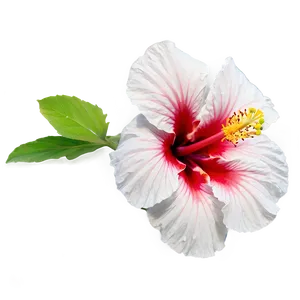 Hibiscus Majesty Png 72 PNG image